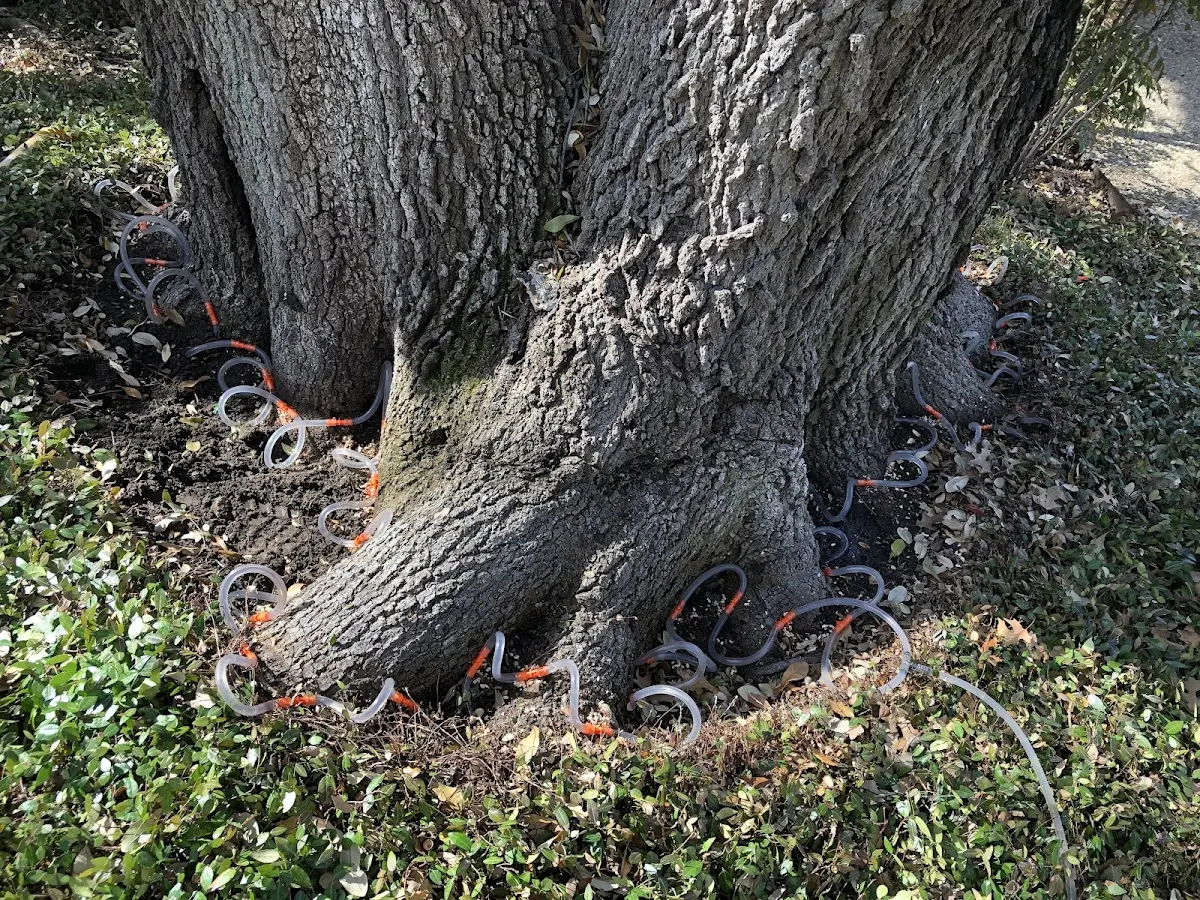 Detailed Tree Cabling and Bracing job site in Jenner