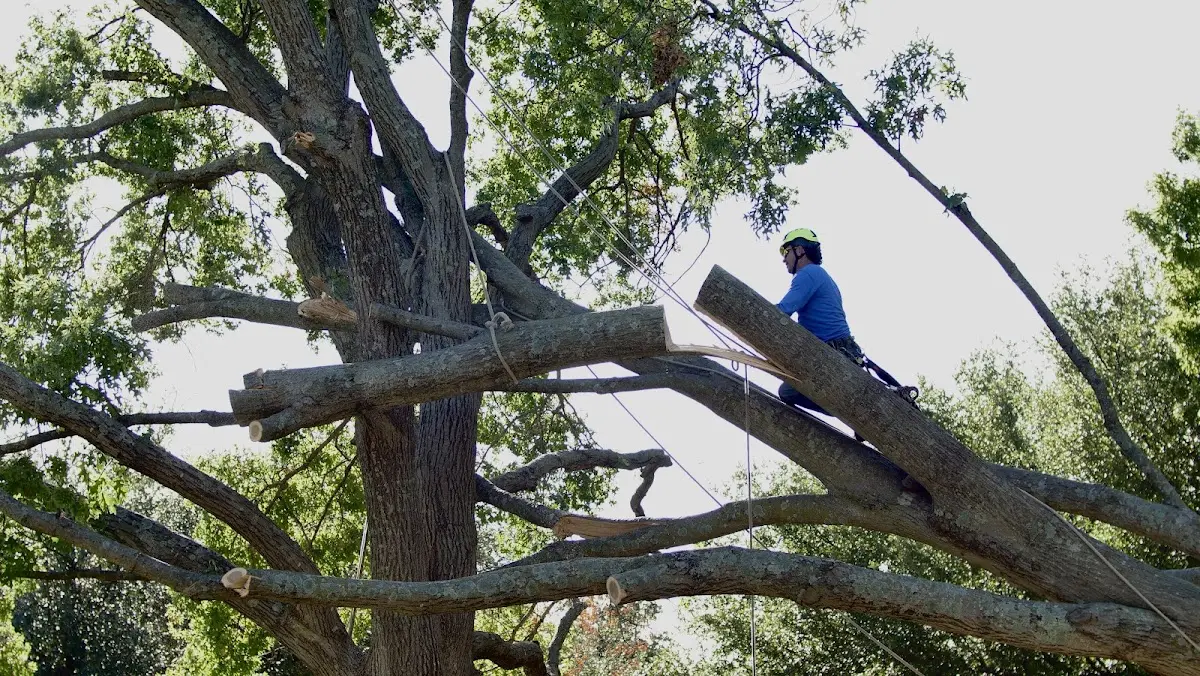 Professional Crown Thinning performed by certified arborists in Jenner